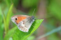 Coenonympha pamphilus