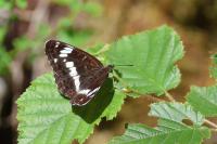 Limenitis camilla