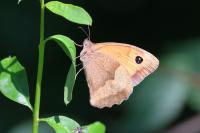 Maniola jurtina