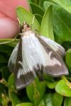 Cydalima perspectalis