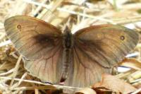 Maniola jurtina