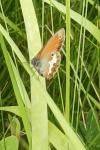 Coenonympha arcania