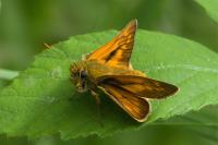 Ochlodes sylvanus