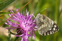 Melanargia galathea