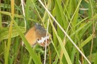 Coenonympha arcania