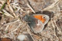 Coenonympha pamphilus