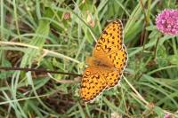 Speyeria aglaja
