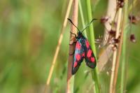 Zygaena trifolii