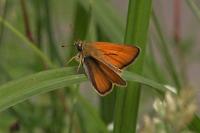 Thymelicus lineola