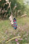Zygaena filipendulae
