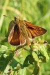 Ochlodes sylvanus