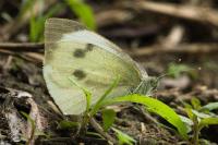 Pieris brassicae