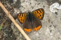 Lycaena phlaeas