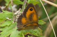 Pyronia tithonus