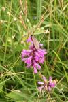 Zygaena filipendulae