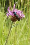 Zygaena filipendulae