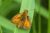 Ochlodes sylvanus