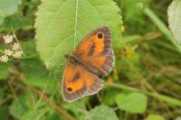 Pyronia tithonus