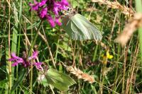 Gonepteryx rhamni