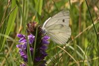 Pieris napi