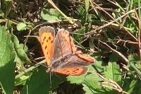 Lycaena phlaeas