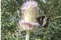 Brintesia circe