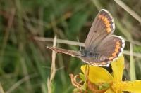 Aricia agestis