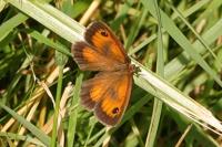Pyronia tithonus