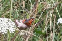 Lycaena phlaeas
