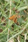 Thymelicus acteon