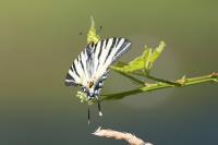 Iphiclides podalirius
