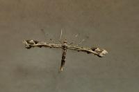Amblyptilia acanthadactyla