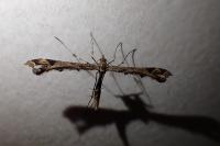 Amblyptilia acanthadactyla