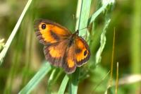 Pyronia tithonus