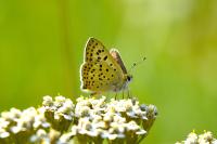 Lycaena tityrus