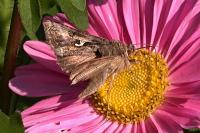 Autographa gamma