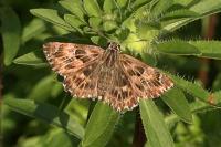 Carcharodus alceae