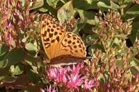 Argynnis paphia