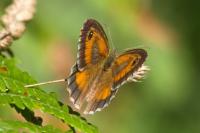 Pyronia tithonus