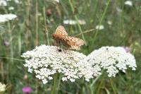 Speyeria aglaja