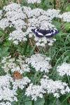 Limenitis reducta
