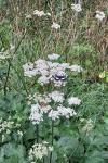 Limenitis reducta