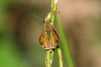 Ochlodes sylvanus