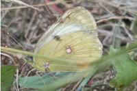 Colias alfacariensis