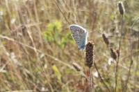 Polyommatus icarus