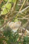 Polyommatus icarus