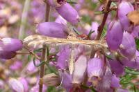 Oxyptilus