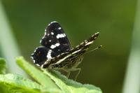 Araschnia levana