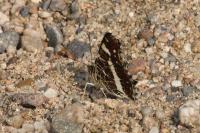 Araschnia levana