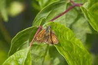 Thymelicus acteon